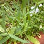 Gypsophila elegans Листок