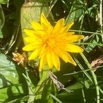 Hyoseris radiata Květ