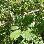 Rubus winteri Blad