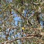 Vachellia exuvialis Tervik taim