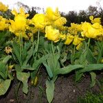 Tulipa billietiana Alkat (teljes növény)