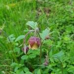 Geum rivaleFlower