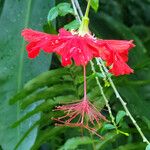 Hibiscus schizopetalus Flor