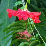 Hibiscus schizopetalus 花