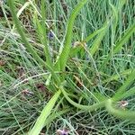 Catananche caerulea Leaf