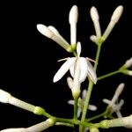 Ixora nicaraguensis 花