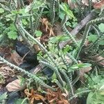 Euphorbia tithymaloides Bark