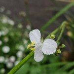Libertia chilensis 花