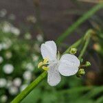 Libertia chilensis Blomst