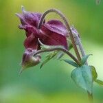 Aquilegia atrata Flor