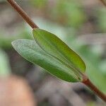 Linum catharticum Leaf