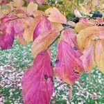 Parrotia subaequalis Hoja