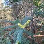 Acacia decurrens Leaf