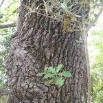 Quercus pubescens 树皮