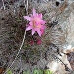 Eriosyce subgibbosa 花
