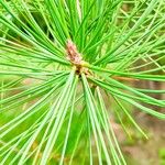 Pinus bungeana Hostoa