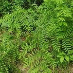 Osmunda regalisLeht