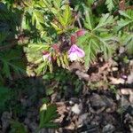 Geranium purpureum Kvet