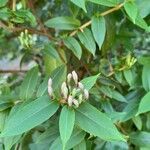 Lonicera acuminata 葉