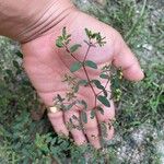 Euphorbia hyssopifolia Blatt