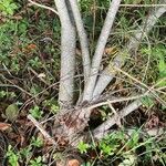 Salix rosmarinifolia Bark