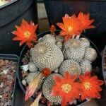 Rebutia heliosa Flower