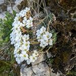 Saxifraga marginata Habit