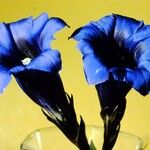 未鑑定花