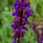 Salvia nemorosa Blüte