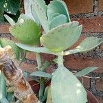 Kalanchoe marmorata Leaf