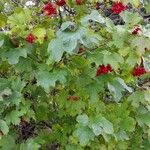 Viburnum opulus Habitus