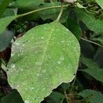 Hamelia xerocarpa 葉