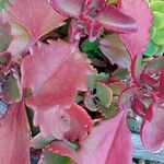 Kalanchoe sexangularis Bark