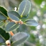 Osmanthus delavayi Levél