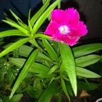 Dianthus spp. Blad