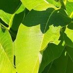 Asclepias viridiflora Leaf