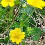 Potentilla aurea Fleur