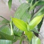 Dracaena braunii Blatt