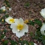 Rosa omeiensis Blomma