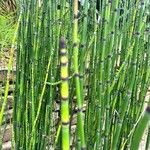 Equisetum hyemaleKôra