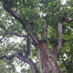 Anacardium excelsum Celota