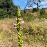 Verbena lasiostachys പുഷ്പം