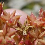 Sedum atratum Fruto