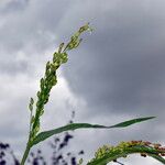 Panicum miliaceum Fruto