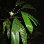 Evodianthus funifer পাতা