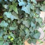 Hedera hibernica葉
