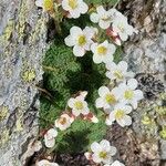 Saxifraga cespitosa Квітка