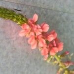 Indigofera hirsuta Flower