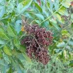 Rhus copallinum Fruchs