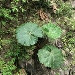 Gunnera insignis Habit